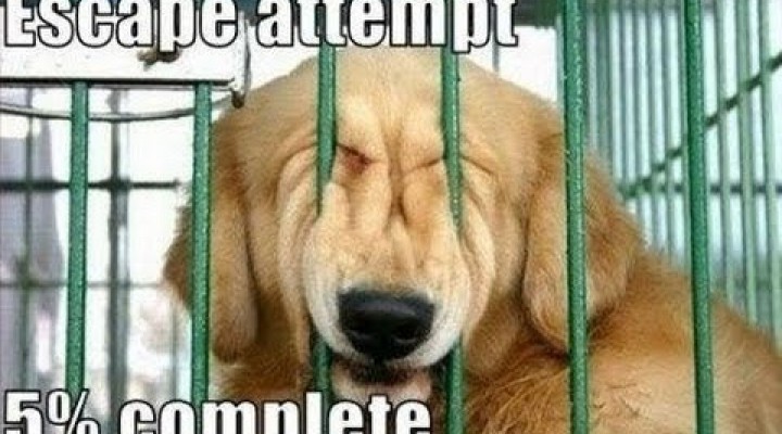 Funny Dog Memes/Pictures