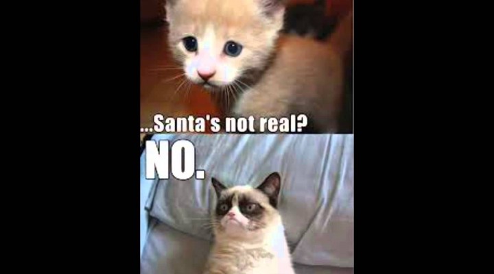 GRUMPY CAT PART 2! Best Meme / Memes Cute Cats