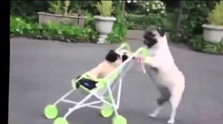Funny Animal Videos | Dog With Baby