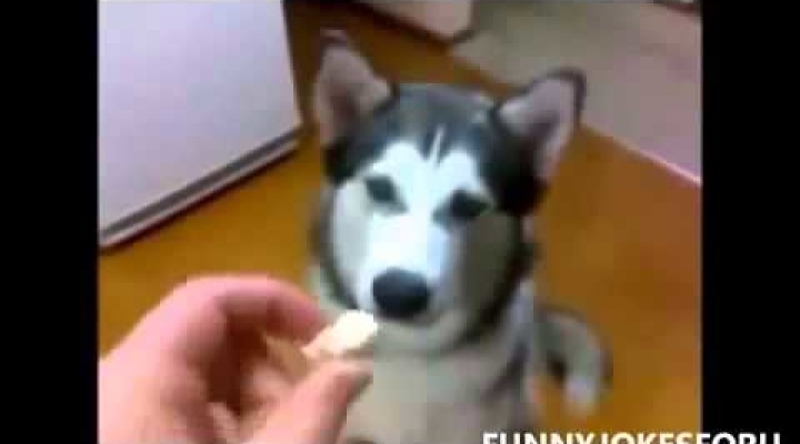 Funny Video – FUNNY BABY Vs FUNNY DOG